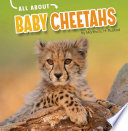 Baby Cheetahs cover