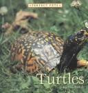 Turtles cover