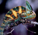 Chameleons (Naturebooks) cover