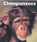 Chimpanzees cover
