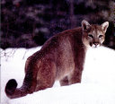 Mountain Lions cover