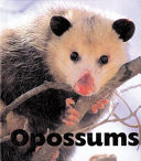 Opossums cover