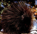 Porcupines cover