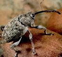 Beetles cover