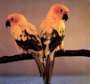 Parrots cover