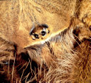 Tarantulas cover
