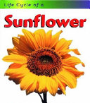 Life Cycle of a Sunflower cover