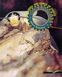 Cockroaches cover