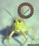 Grasshoppers cover