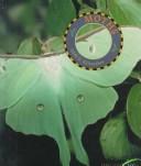 Moths cover