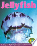 Jellyfish cover
