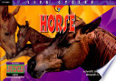 Horse cover