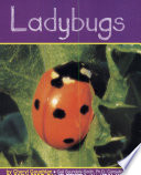 Ladybugs cover
