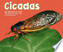 Cicadas cover