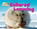 Collared Lemming cover
