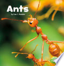 Ants cover
