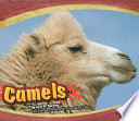 Camels cover