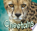 Cheetahs cover