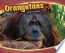 Orangutans cover