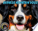 Bernese Mountain Dogs cover