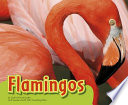 Flamingos cover