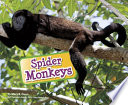 Spider Monkeys cover
