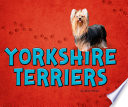 Yorshire Terriers cover