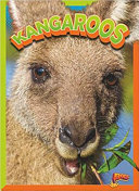 Kangaroos cover