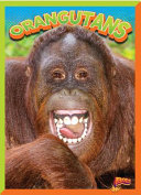 Orangutans cover