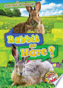 Rabbit or Hare? cover