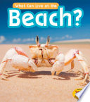 What Can Live at the Beach? cover