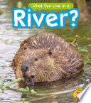 What Can Live in a River? cover