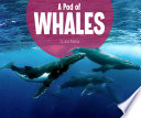 A Pod of Whales cover