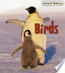 Birds cover