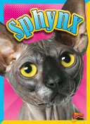 Sphynx cover