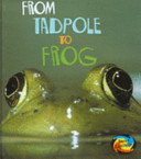 From Tadpole to Frog cover