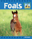 Foals cover