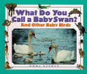 What Do You Call a Baby Swan? cover