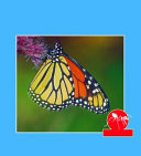 Insects of All Kinds cover