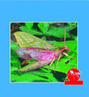 The Insect's Body cover
