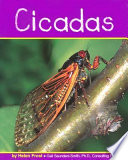Cicadas cover