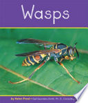 Wasps cover