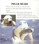 Bears, Bears, Bears cover