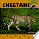 Cheetahs cover
