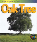 Life Cycle of an Oak Tree cover