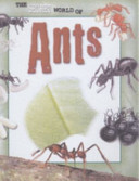 Ants cover