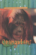 Orangutans cover