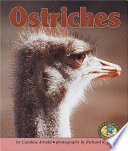Ostriches cover