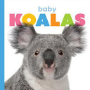 Baby Koalas cover