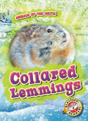 Collared Lemmings cover